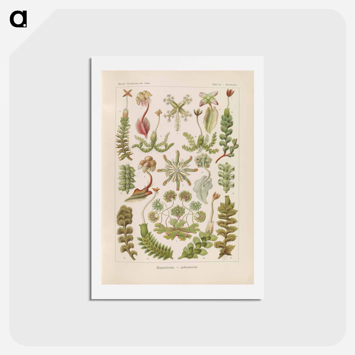 アートポストカード-Hepaticae–Lebermoose illustration from Kunstformen der Natur - エルンスト ヘッケル Postcard.