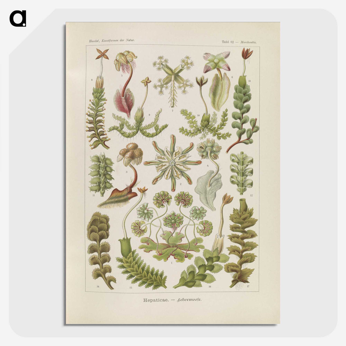 2-10_Ernst-Haeckel_picture-crop