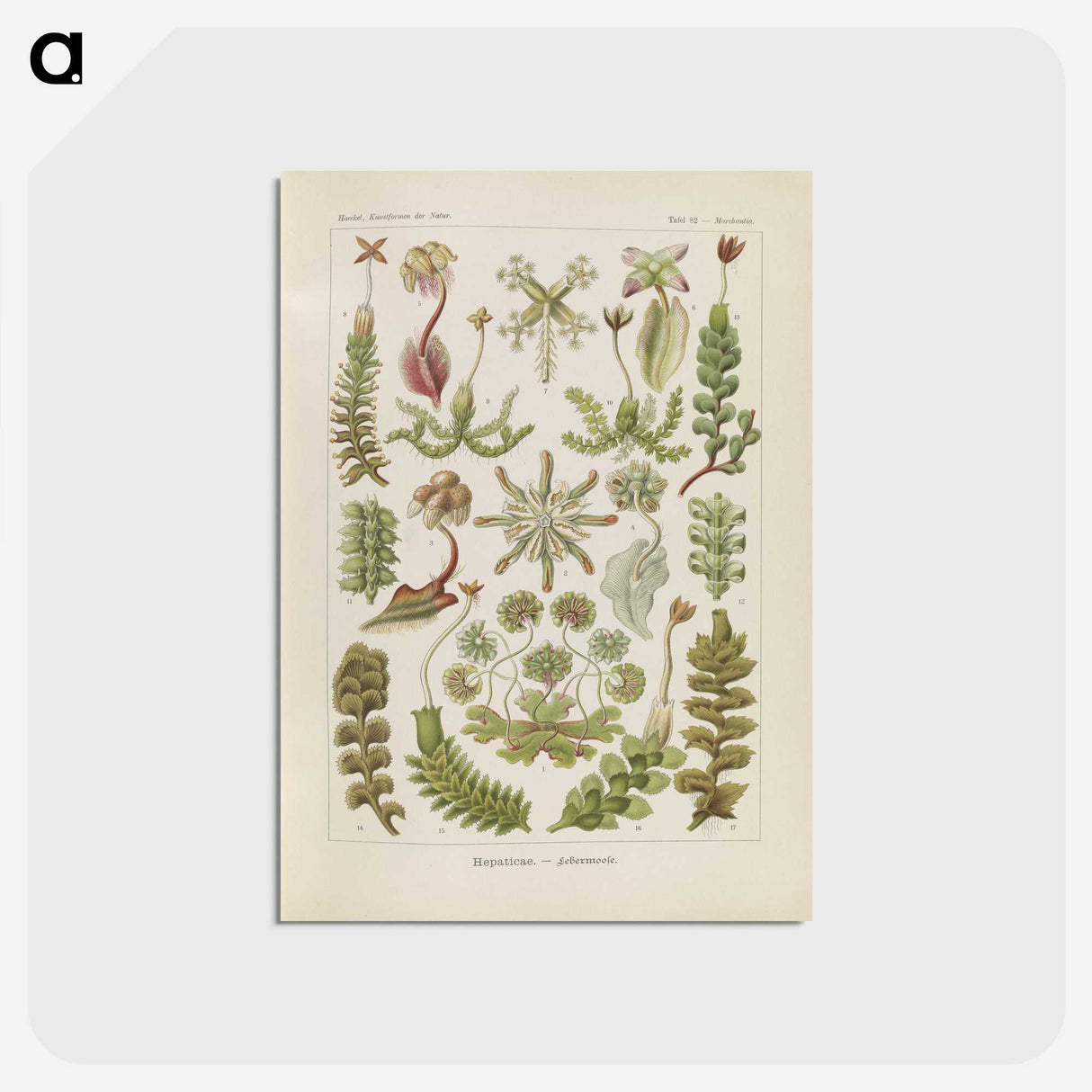 2-10_Ernst-Haeckel_postcard