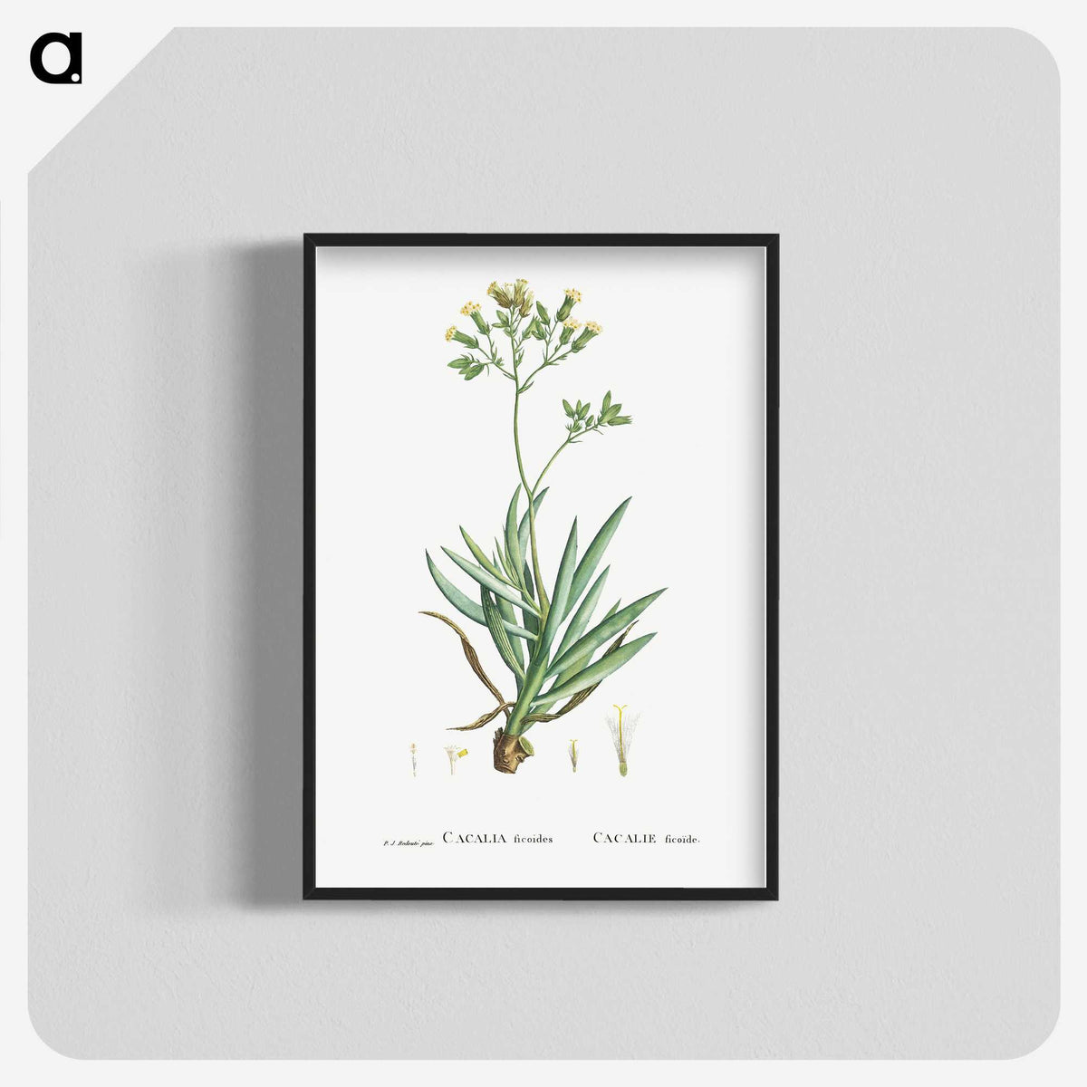 2-10_Histoire-des-Plantes-Grasses_blk-crop