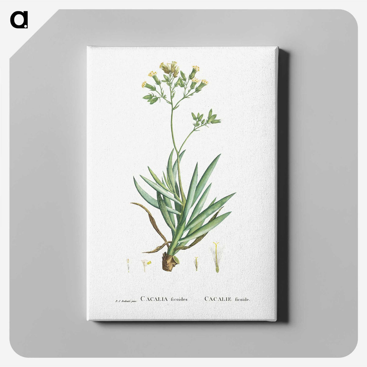 2-10_Histoire-des-Plantes-Grasses_canvas