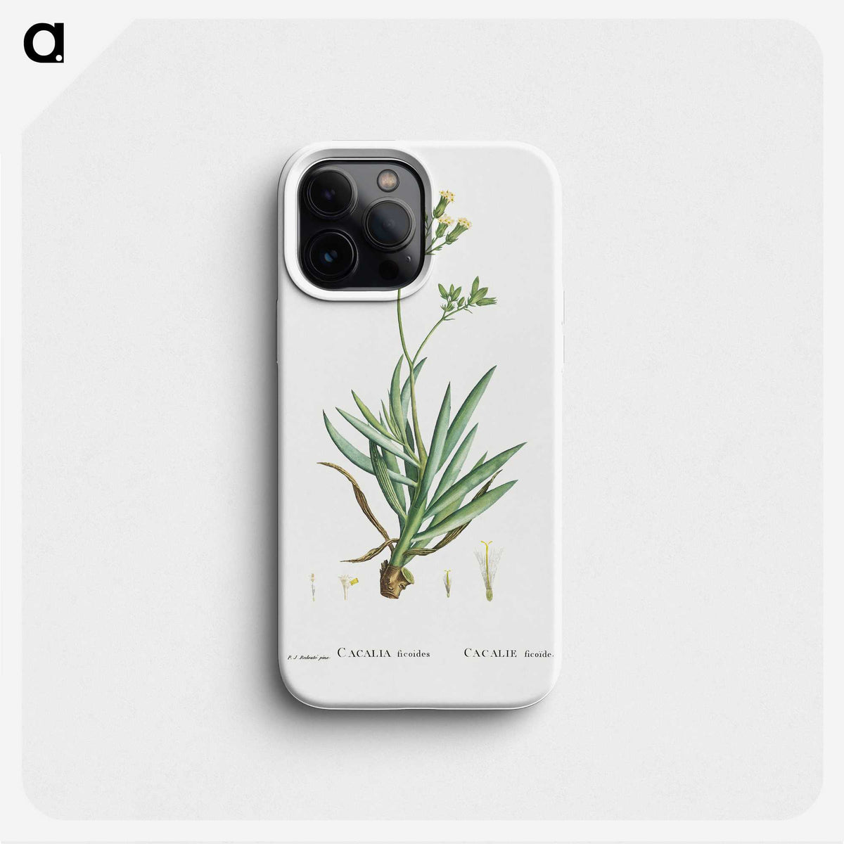 2-10_Histoire-des-Plantes-Grasses_phone