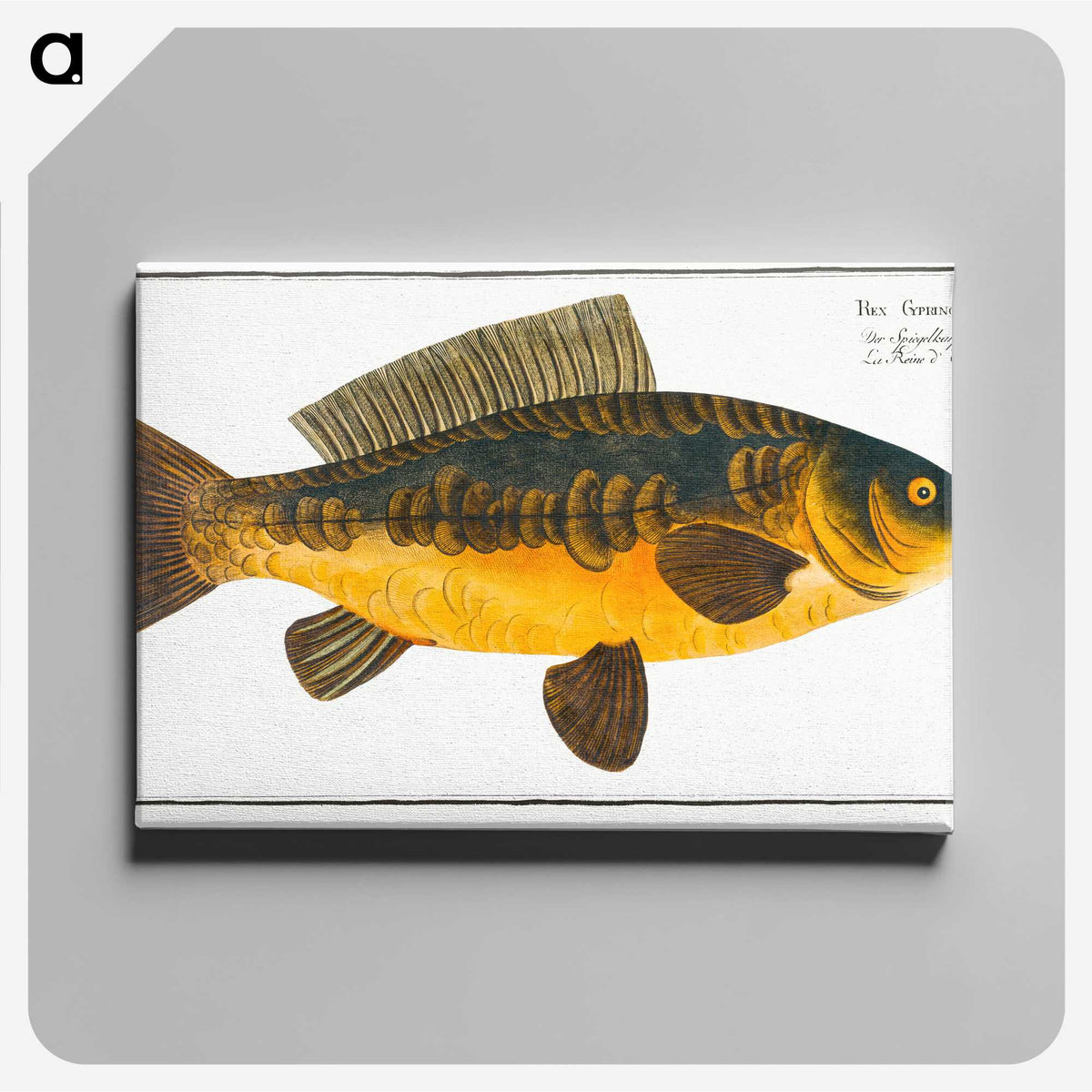 2-10_Ichtyologie-ou-Histoire-naturelle_canvas