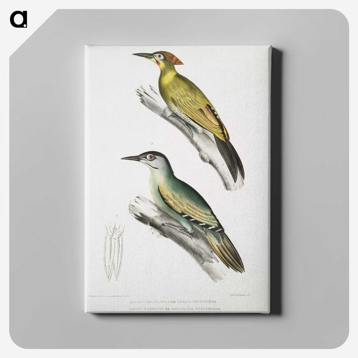2-10_Indian-Zoology_canvas