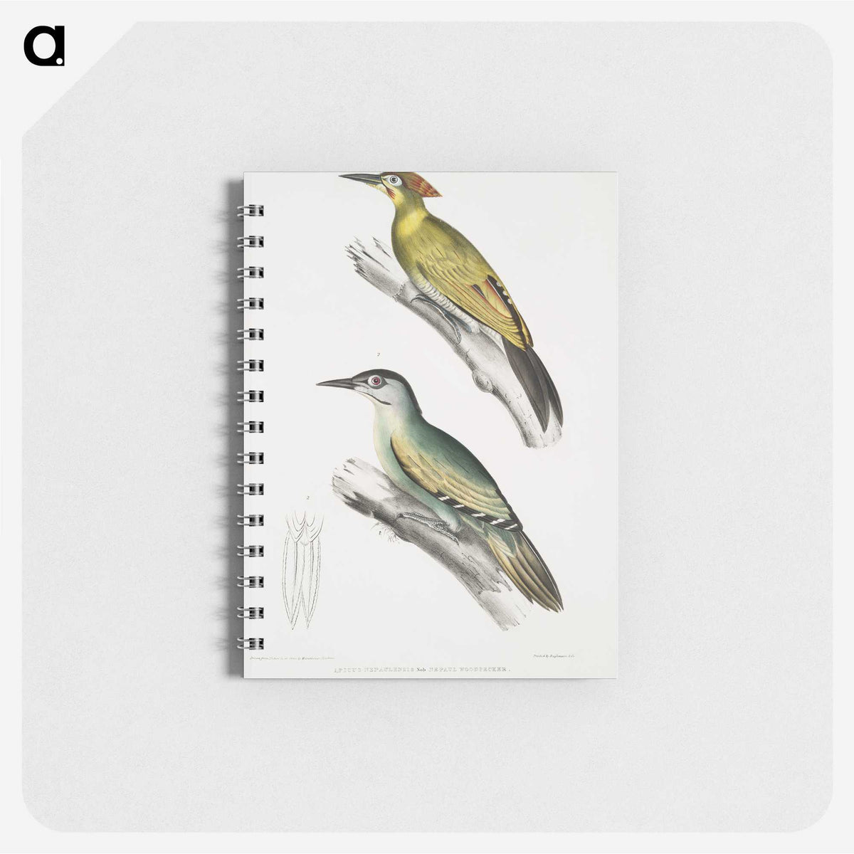 2-10_Indian-Zoology_memo
