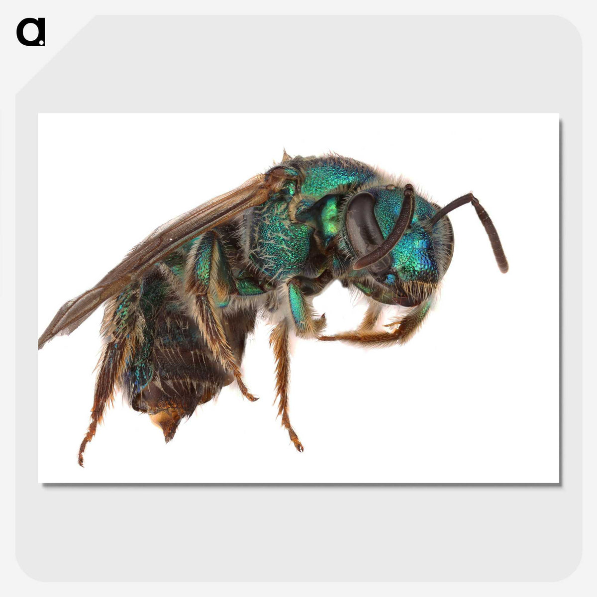 2-10_Insects-Unlocked-Project_picture-crop