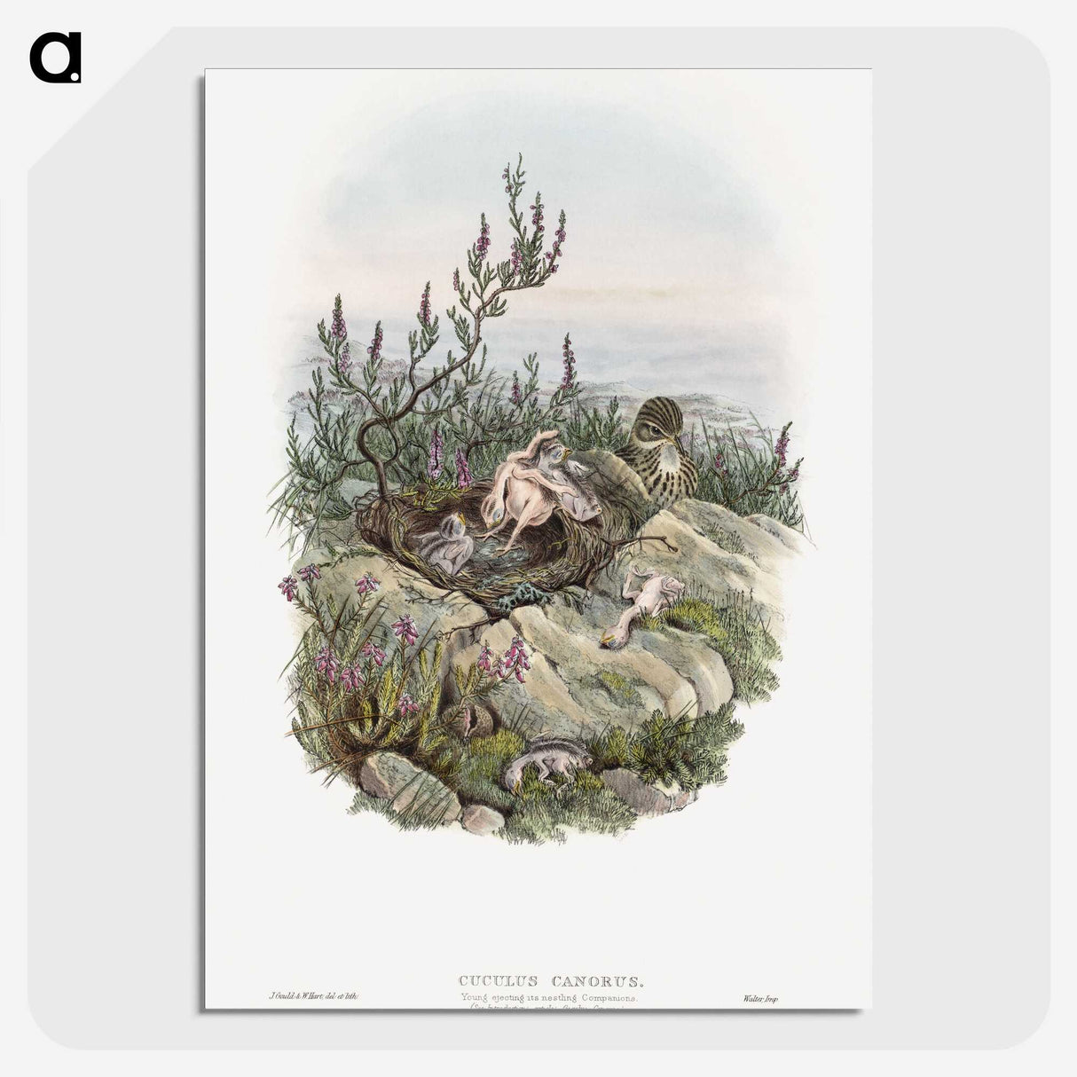 2-10_John-Gould_picture-crop