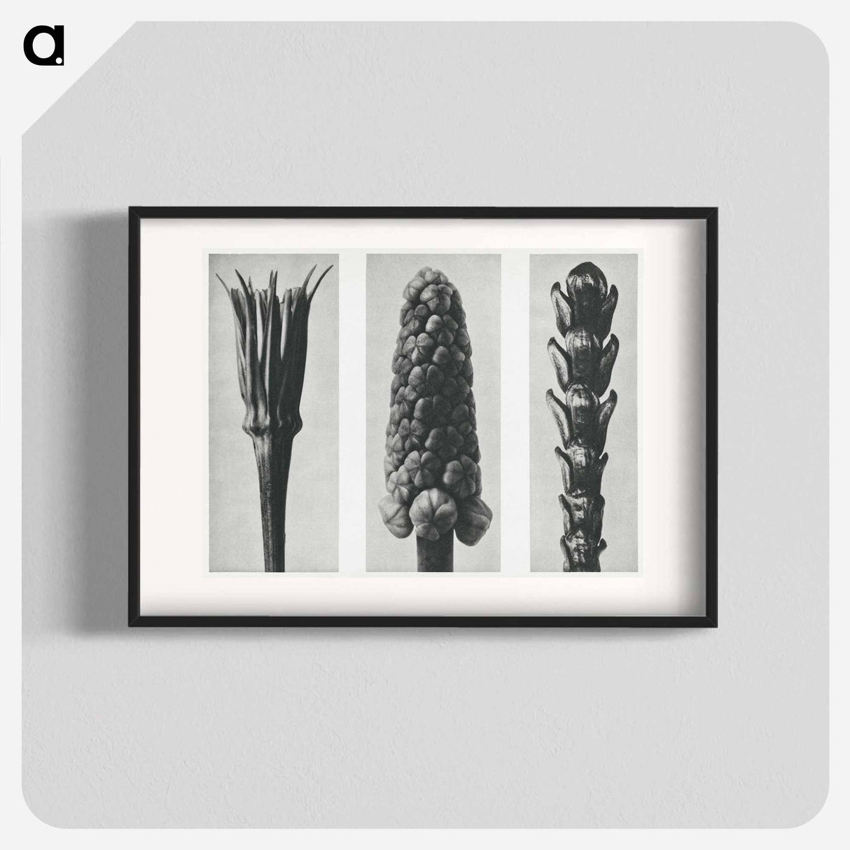 Tragopogon porrifolius (Salsify) enlarged 4 times, Muscari racemosum (Grape Hyacinth) enlarged 12 times, and Thujopsis Dolabrata (Hiba Arborvitae) enlarged 10 times from Urformen der Kunst by. - カール ブロスフェルト Poster.