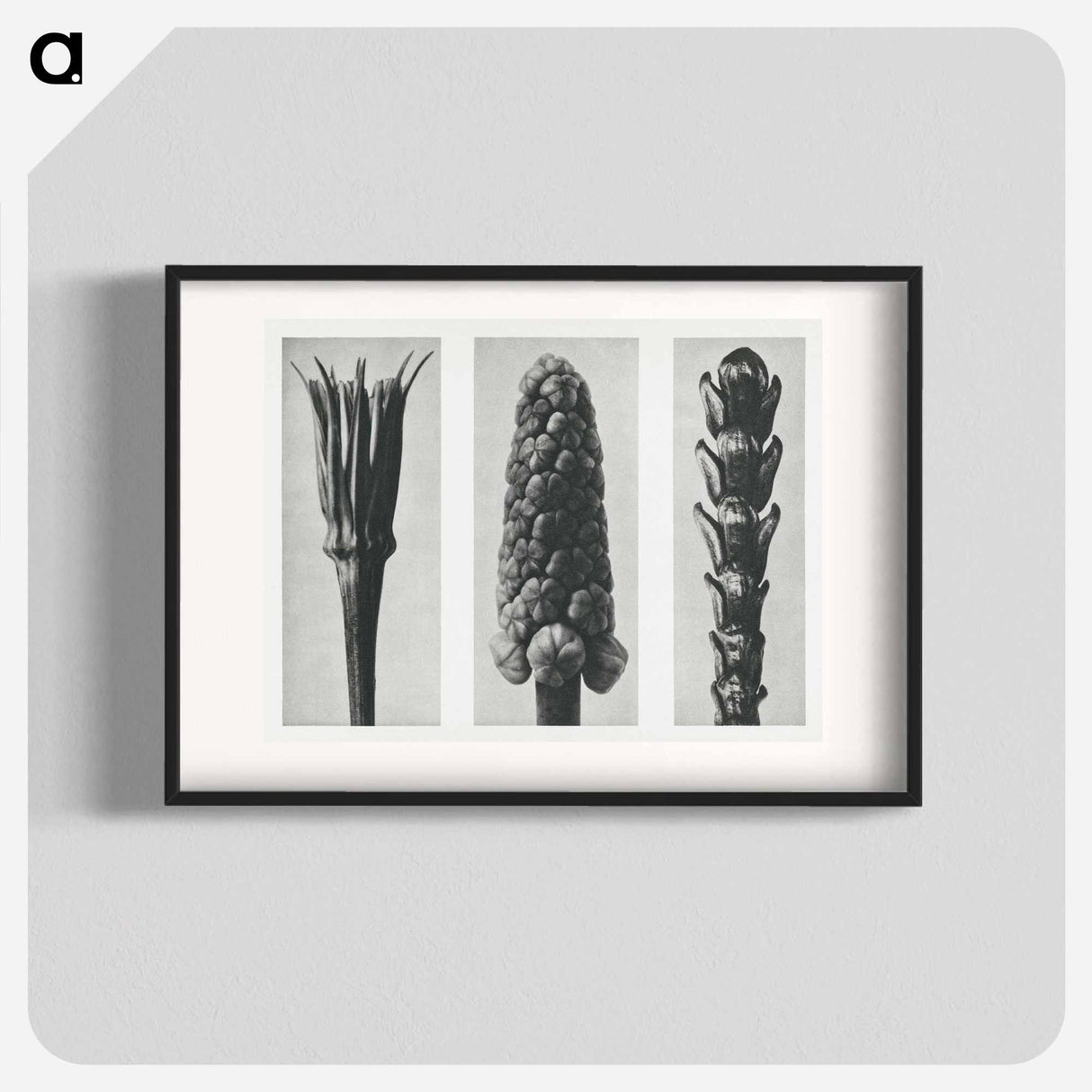 Tragopogon porrifolius (Salsify) enlarged 4 times, Muscari racemosum (Grape Hyacinth) enlarged 12 times, and Thujopsis Dolabrata (Hiba Arborvitae) enlarged 10 times from Urformen der Kunst by. - Karl Blossfeldt Poster.