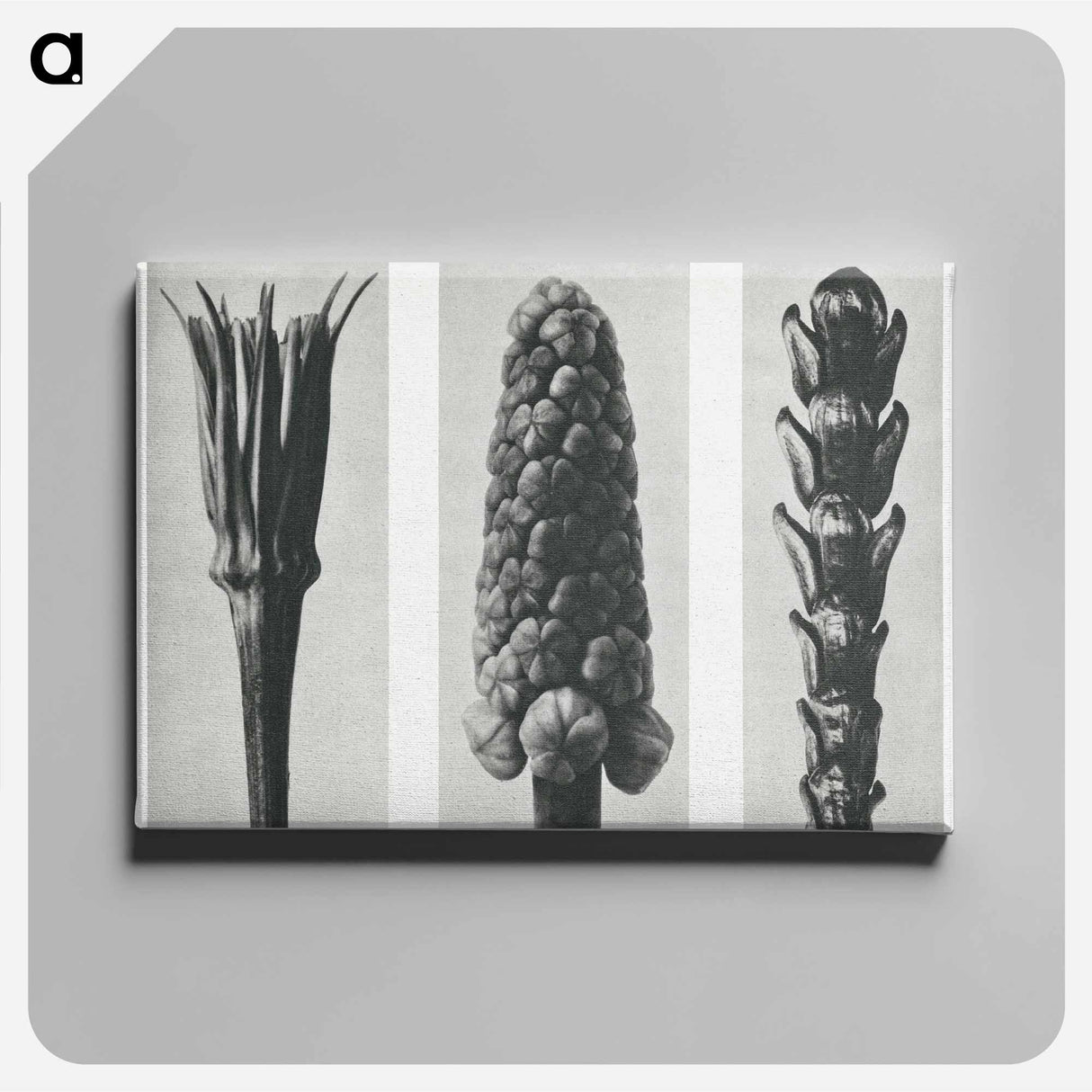 Tragopogon porrifolius (Salsify) enlarged 4 times, Muscari racemosum (Grape Hyacinth) enlarged 12 times, and Thujopsis Dolabrata (Hiba Arborvitae) enlarged 10 times from Urformen der Kunst by. - カール ブロスフェルト Canvas.