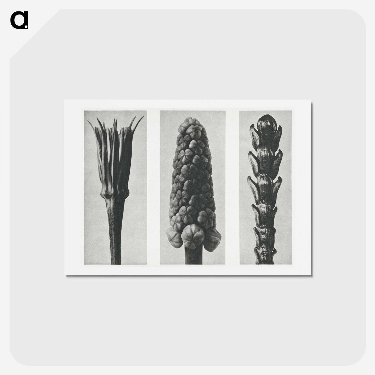 2-10_Karl-Blossfeldt_hagaki