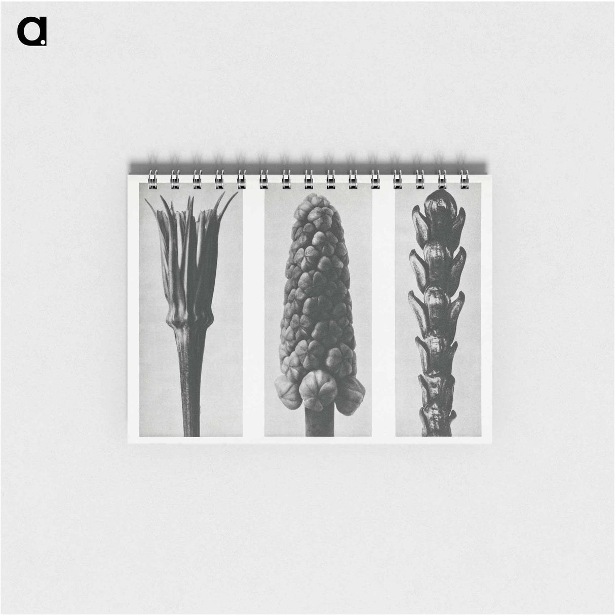 Tragopogon porrifolius (Salsify) enlarged 4 times, Muscari racemosum (Grape Hyacinth) enlarged 12 times, and Thujopsis Dolabrata (Hiba Arborvitae) enlarged 10 times from Urformen der Kunst by. - カール ブロスフェルト Memo.