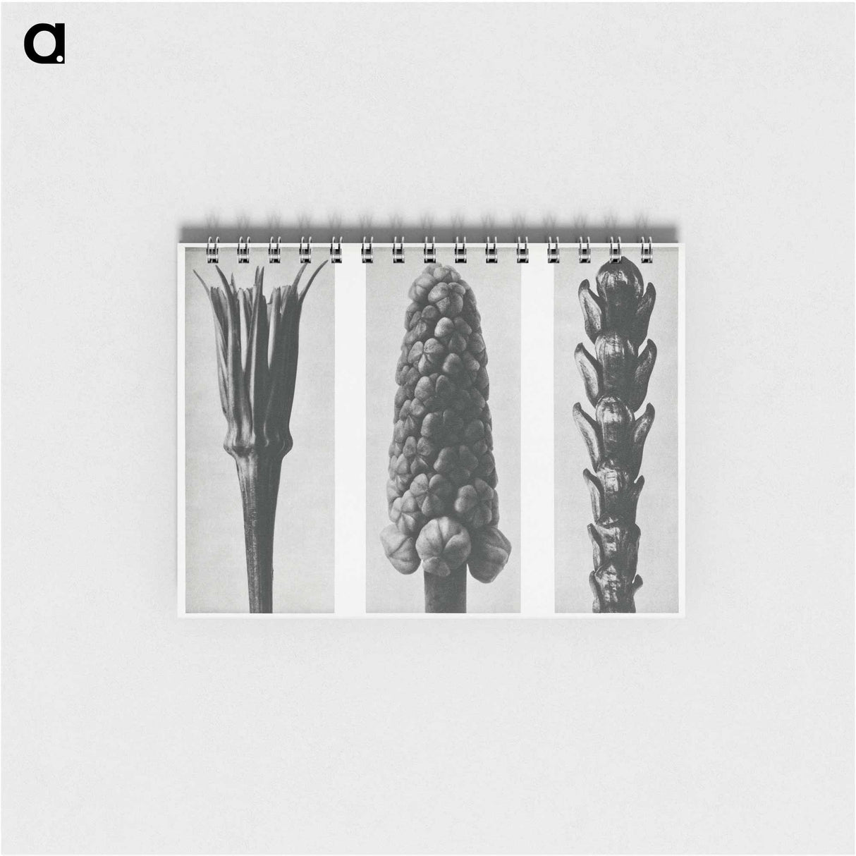 Tragopogon porrifolius (Salsify) enlarged 4 times, Muscari racemosum (Grape Hyacinth) enlarged 12 times, and Thujopsis Dolabrata (Hiba Arborvitae) enlarged 10 times from Urformen der Kunst by. - カール ブロスフェルト Memo.