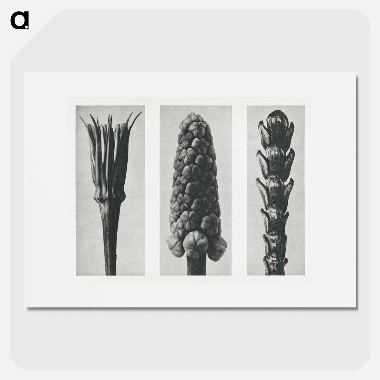 Tragopogon porrifolius (Salsify) enlarged 4 times, Muscari racemosum (Grape Hyacinth) enlarged 12 times, and Thujopsis Dolabrata (Hiba Arborvitae) enlarged 10 times from Urformen der Kunst by. - Karl Blossfeldt Poster.