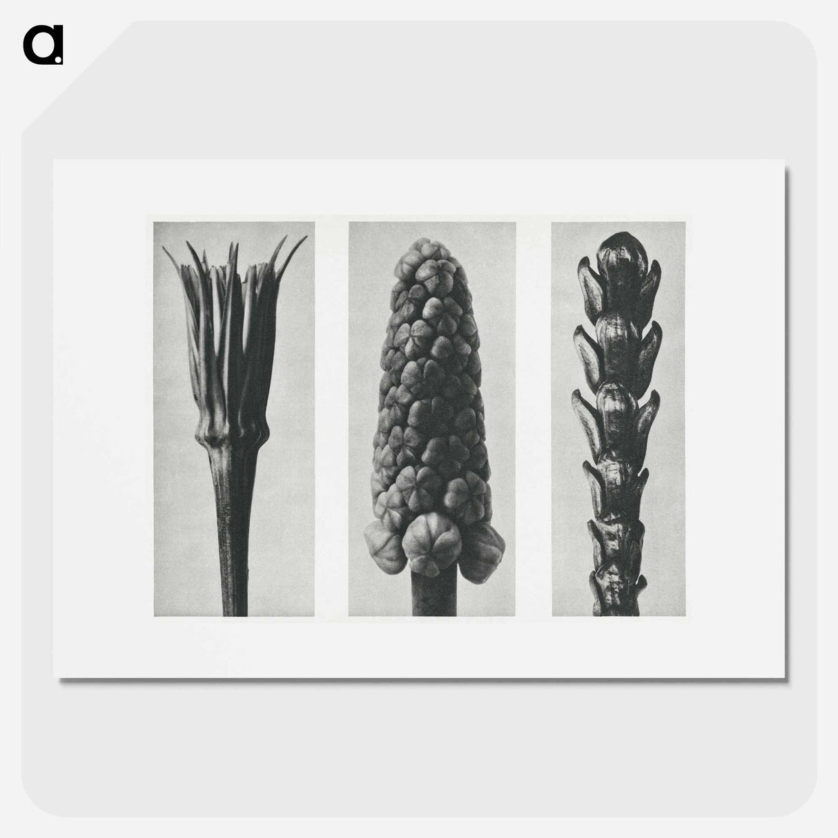 Tragopogon porrifolius (Salsify) enlarged 4 times, Muscari racemosum (Grape Hyacinth) enlarged 12 times, and Thujopsis Dolabrata (Hiba Arborvitae) enlarged 10 times from Urformen der Kunst by. - カール ブロスフェルト Poster.