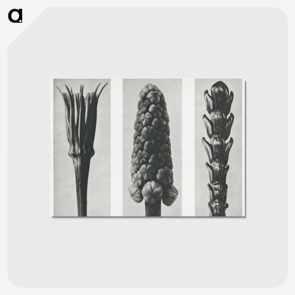 2-10_Karl-Blossfeldt_postcard
