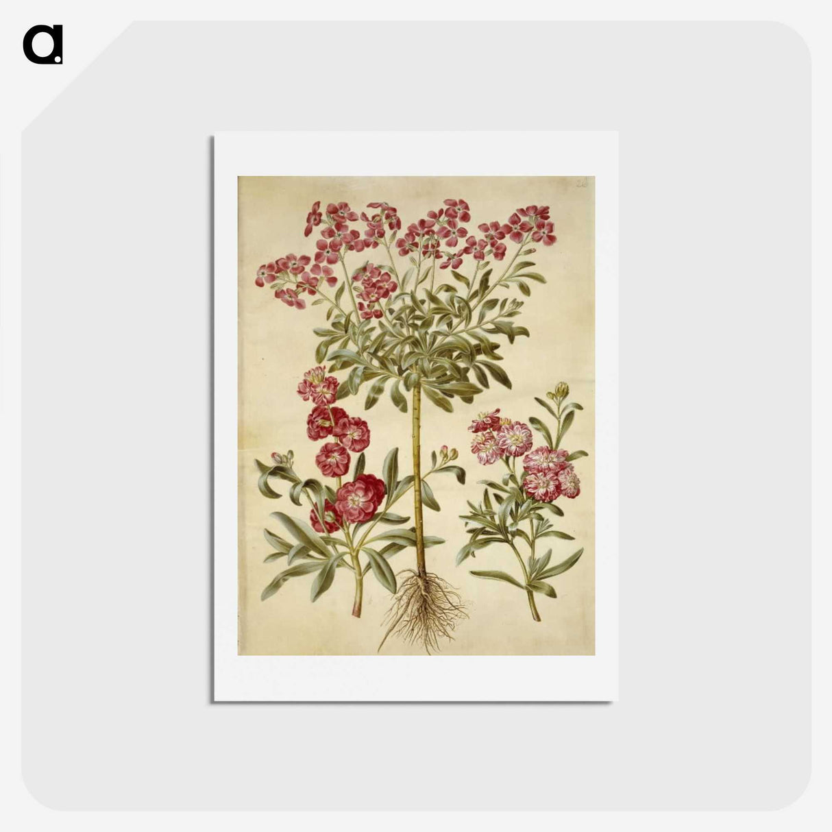 2-10_Maria-Sibylla-Merian_hagaki