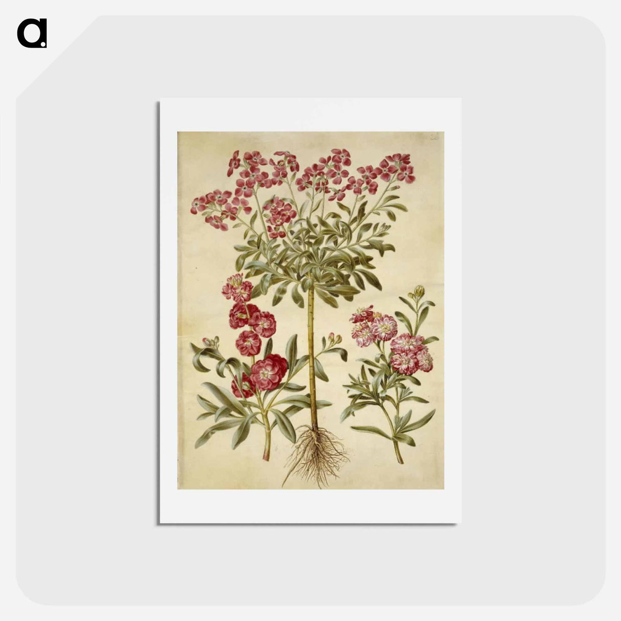 アートポストカード-Matthiola Incana
- マリア ジビーラ メーリアン Postcard.