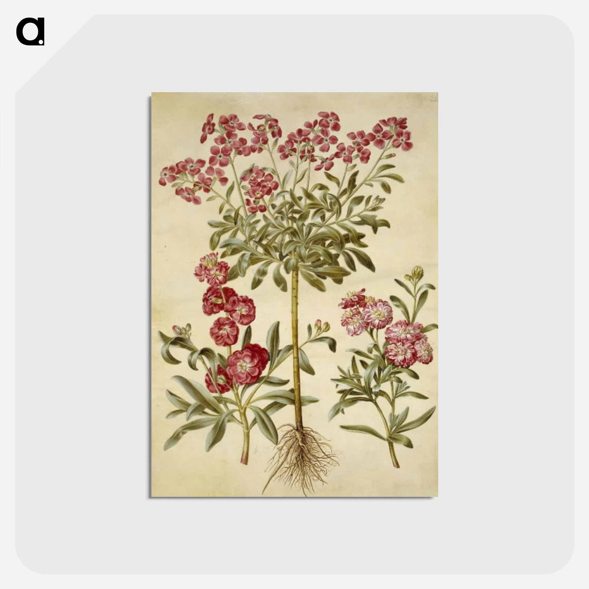 アートポストカード-Matthiola Incana
- マリア ジビーラ メーリアン Postcard.