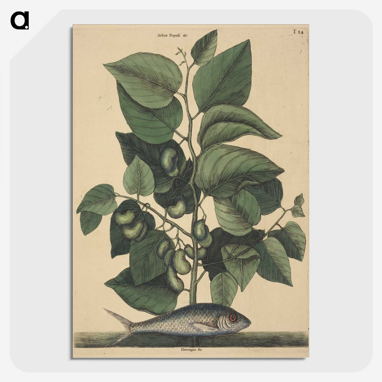 2-10_Mark-Catesby_picture-crop