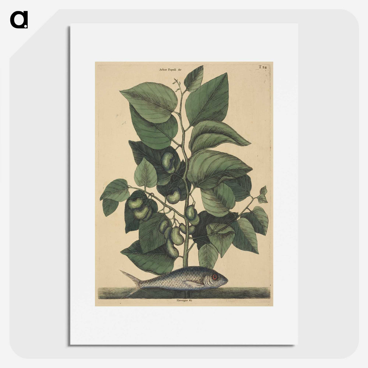 2-10_Mark-Catesby_picture