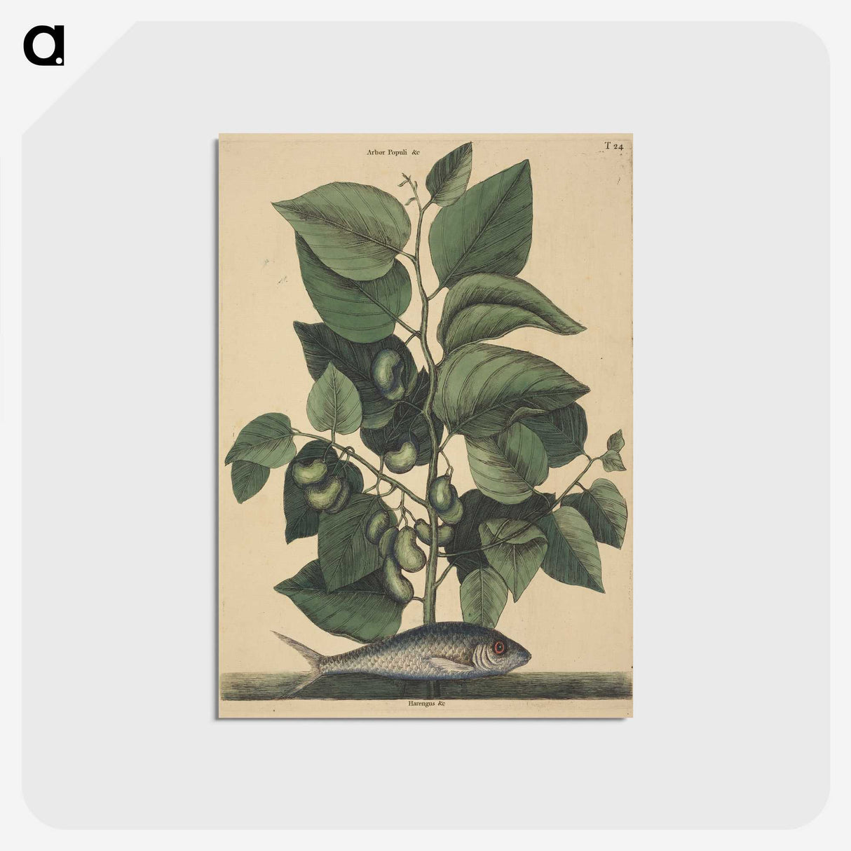 2-10_Mark-Catesby_postcard