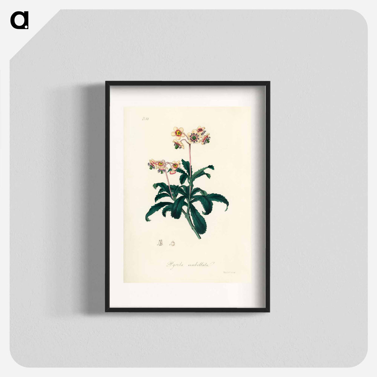 アートポスター-Lyrola umbellata
- 薬用植物学 Poster.