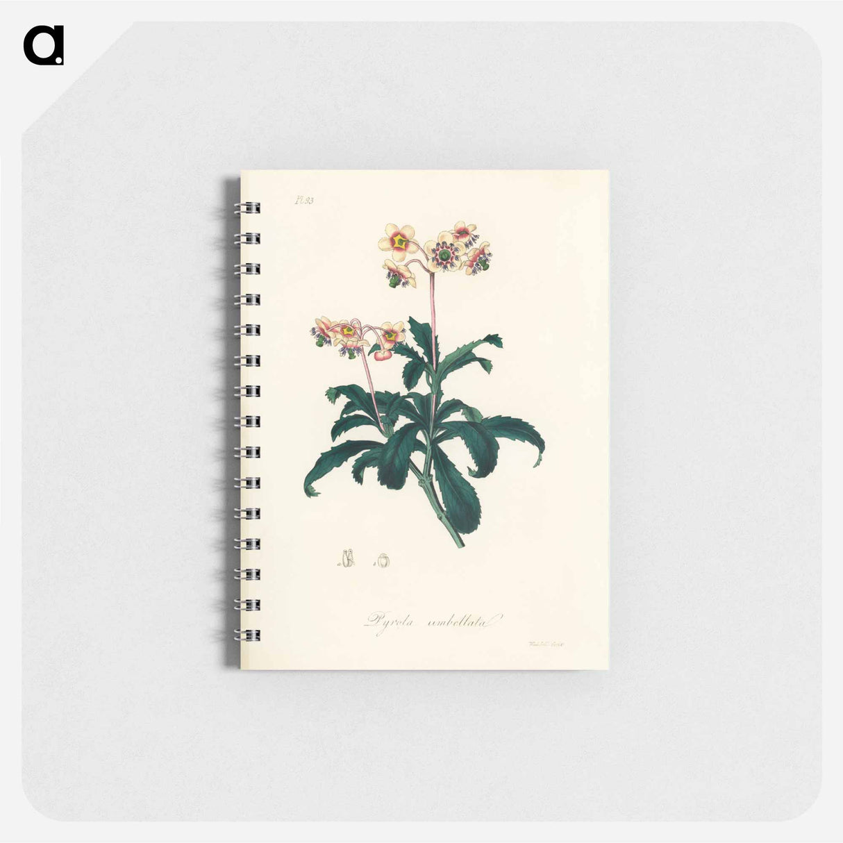 アートメモ帳-Lyrola umbellata
- 薬用植物学 Memo.