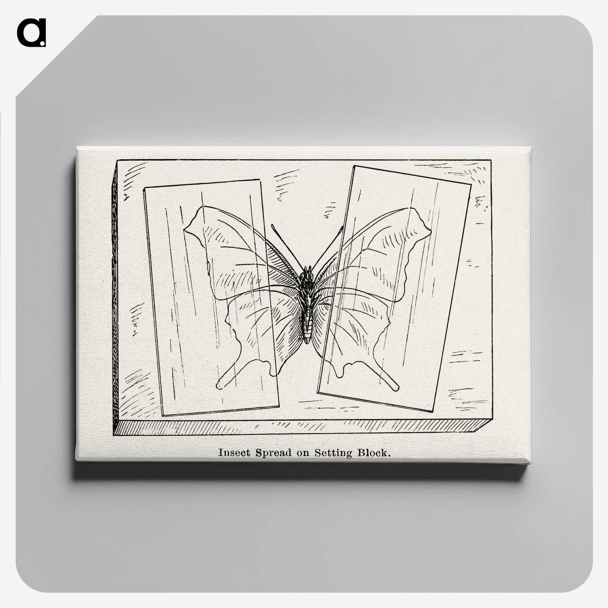 2-10_Moths-and-Butterflies-of-the-United-States_canvas