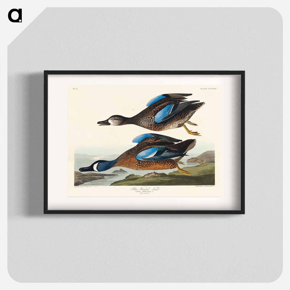 アートポスター-Blue-Winged Teal from Birds of America
- アメリカの鳥たち Poster.