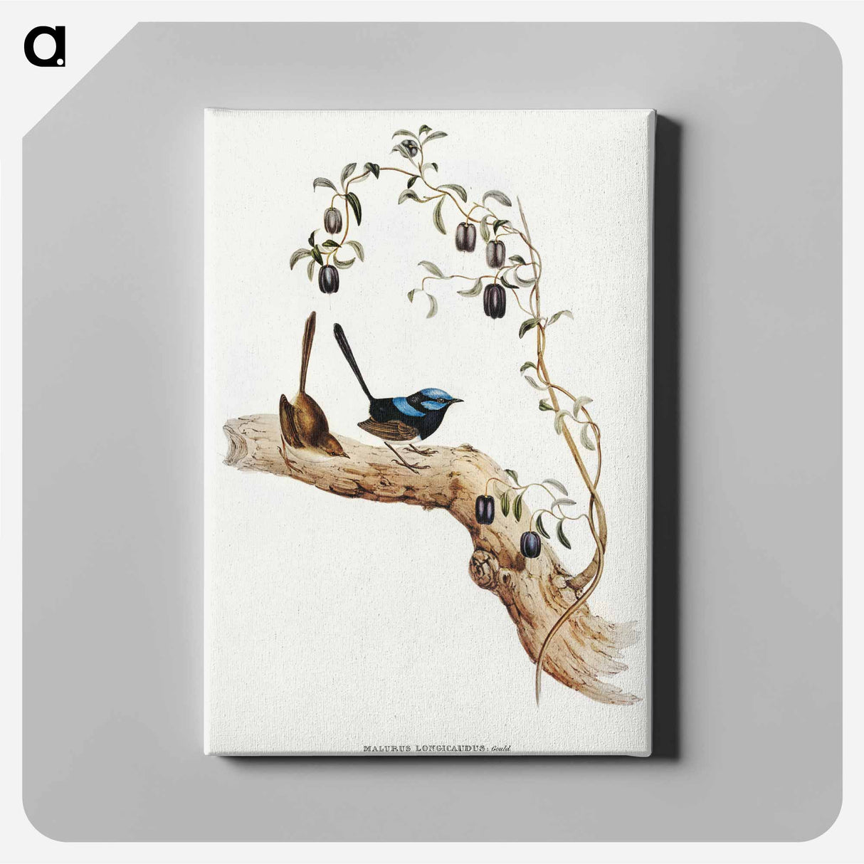 アートパネル-Long-tailed Wren
- オーストラリアの鳥 Canvas.