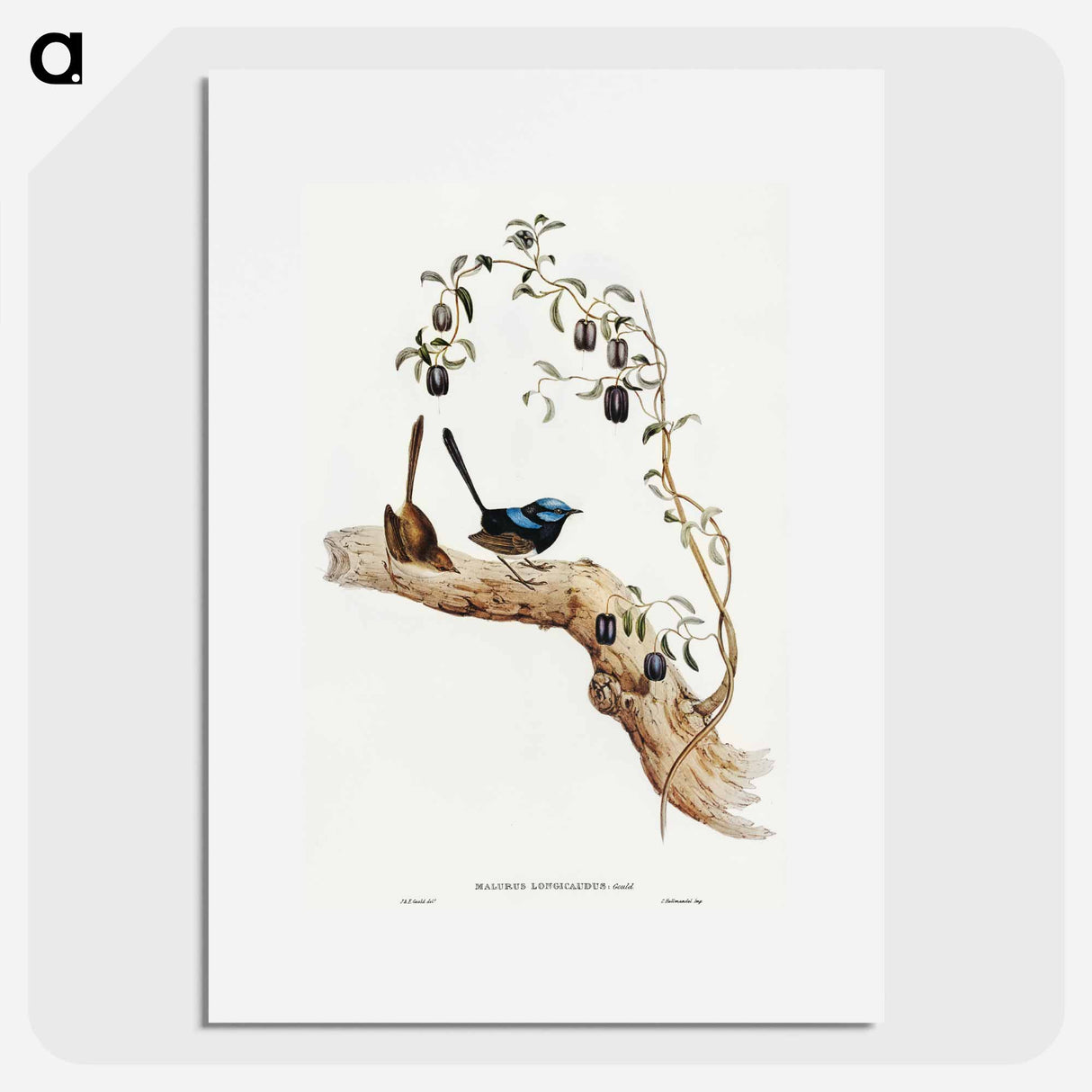 Long-tailed Wren
- オーストラリアの鳥 Poster.