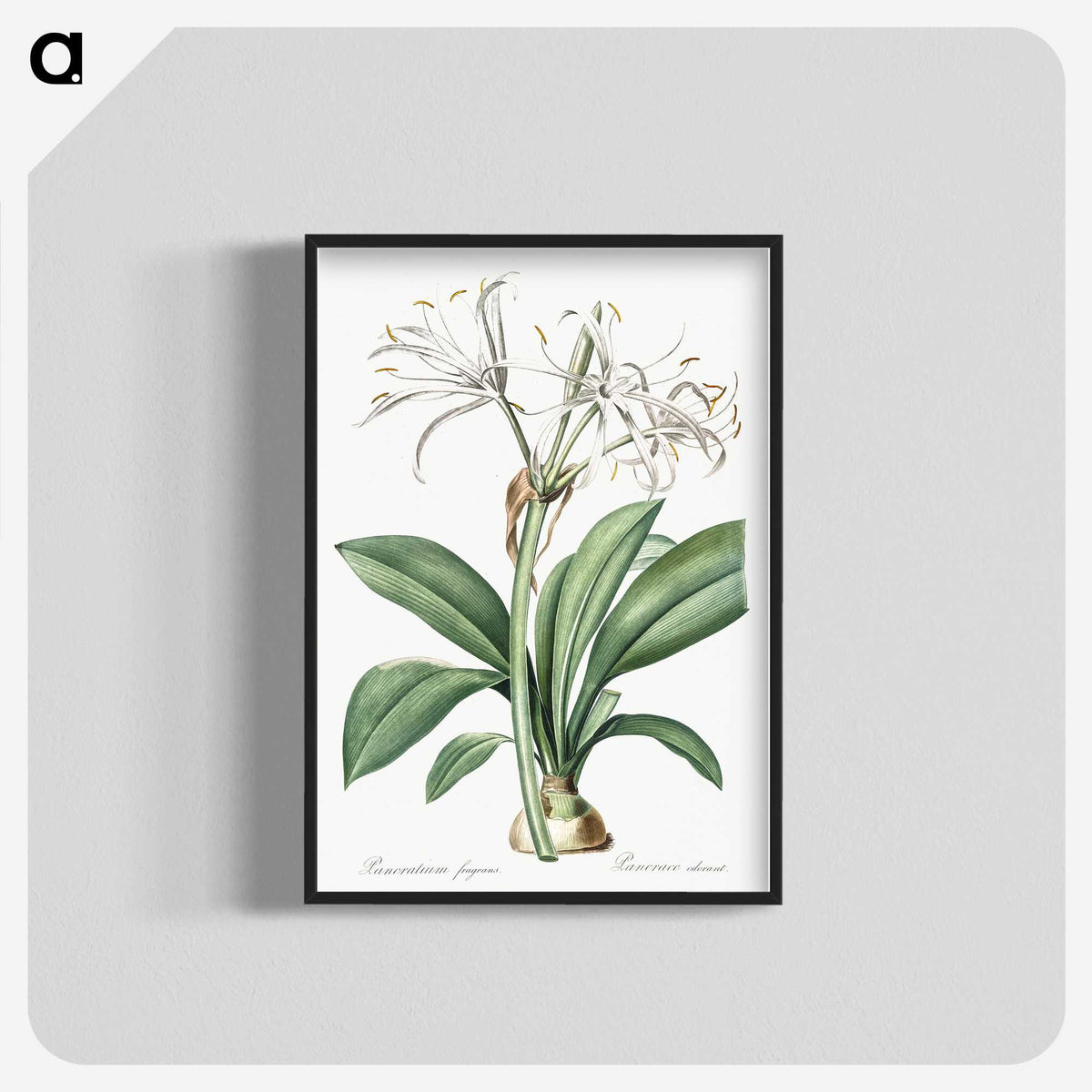 2-10_The-Lilies_blk-crop