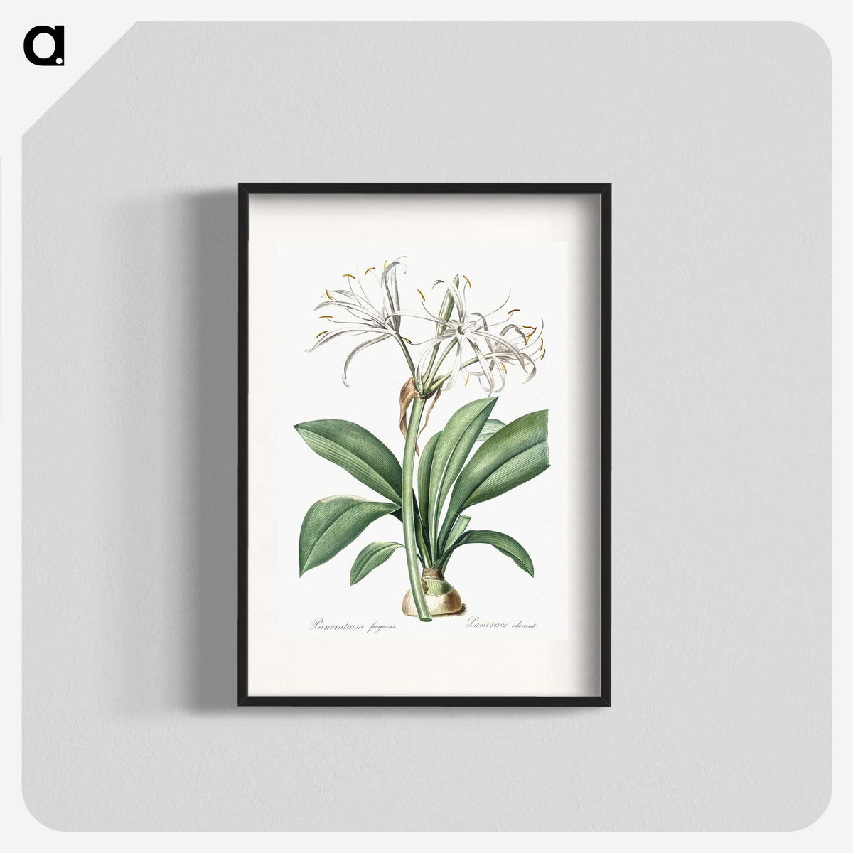 2-10_The-Lilies_blk