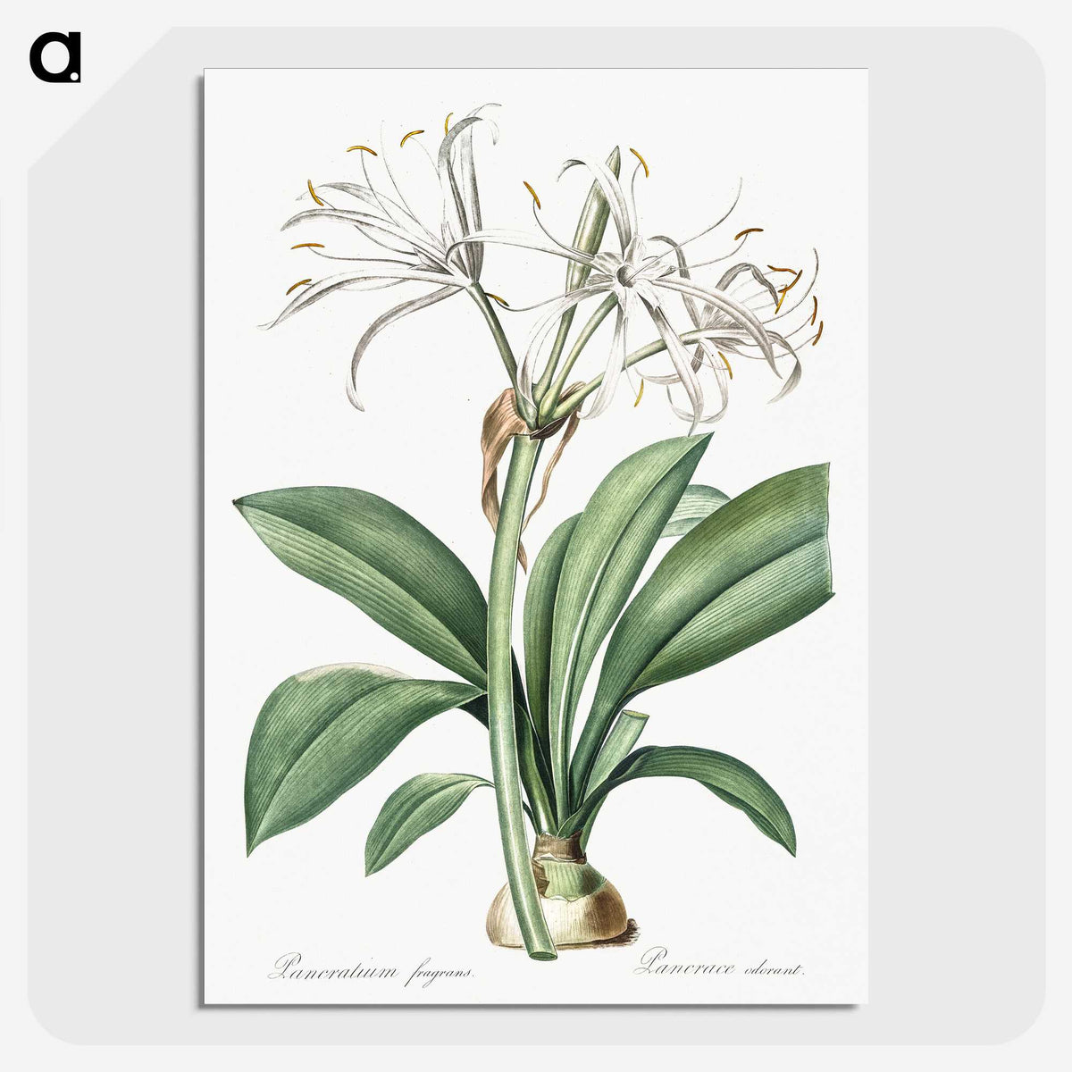 2-10_The-Lilies_picture-crop