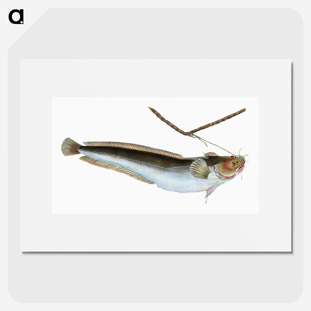 2-10_The-Natural-History-of-British-Fishes_picture