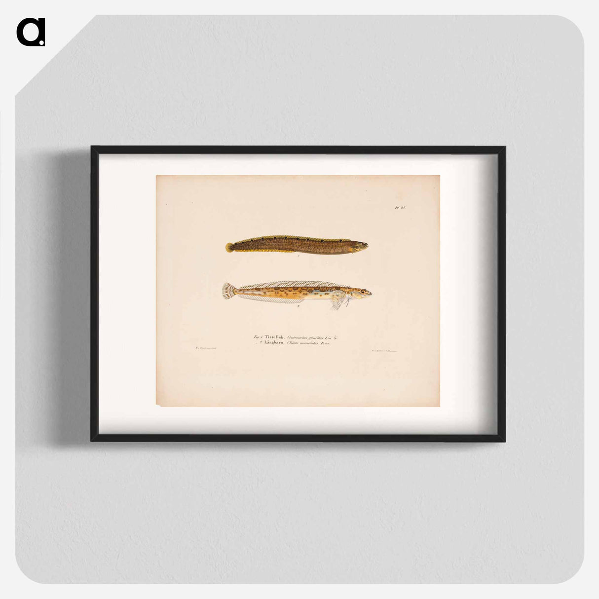 アートポスター-Butterfish ; daubed blenny - ヴィルヘルム フォン ライト Poster.