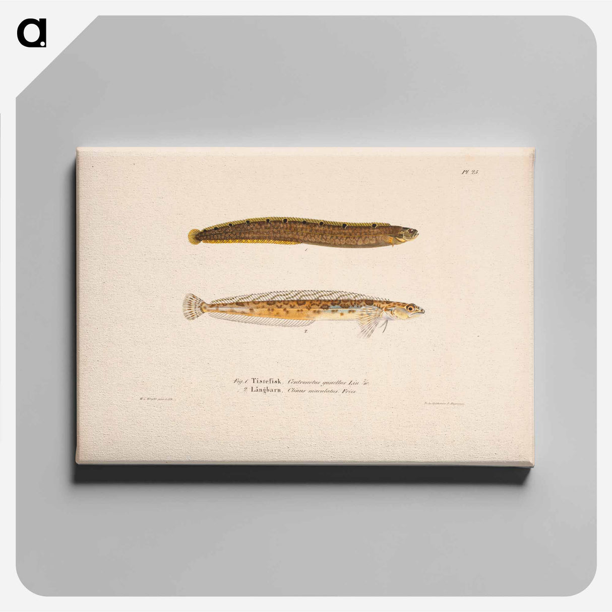 アートパネル-Butterfish ; daubed blenny - ヴィルヘルム フォン ライト Canvas.