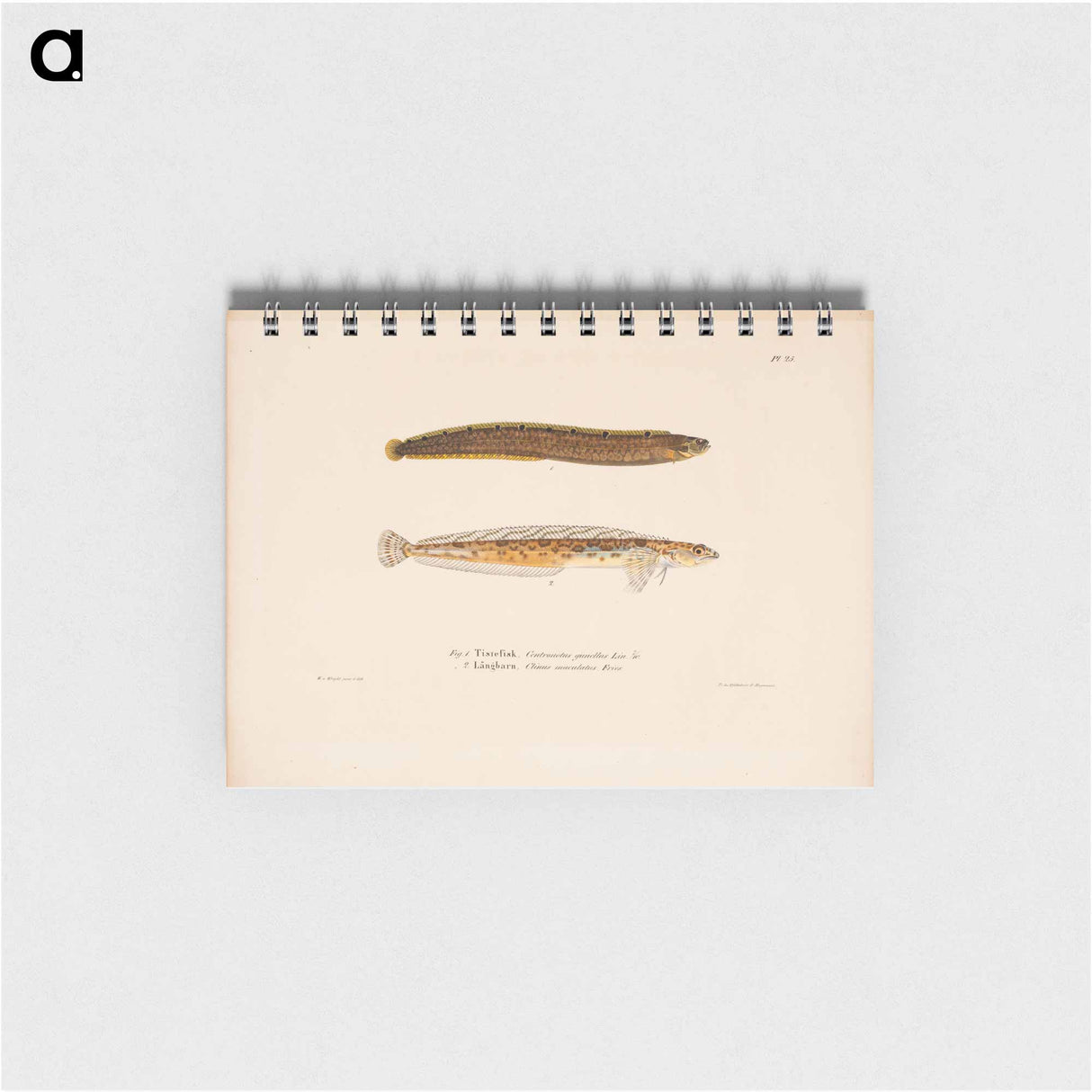 アートメモ帳-Butterfish ; daubed blenny - ヴィルヘルム フォン ライト Memo.