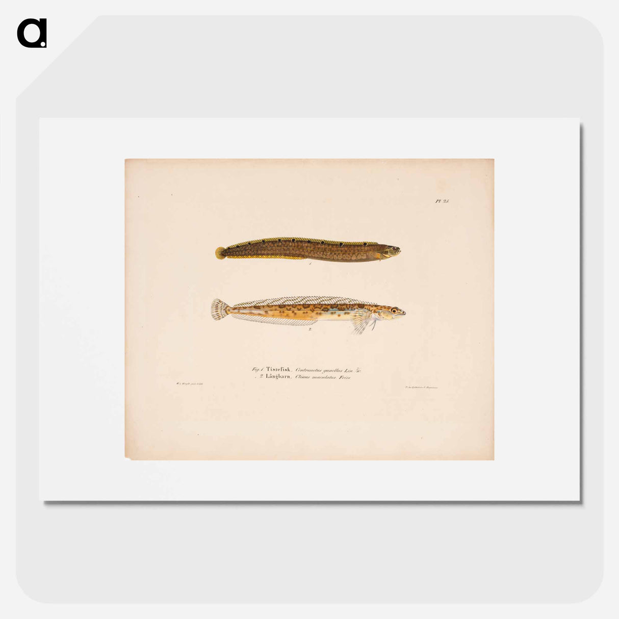 アートポスター-Butterfish ; daubed blenny - ヴィルヘルム フォン ライト Poster.