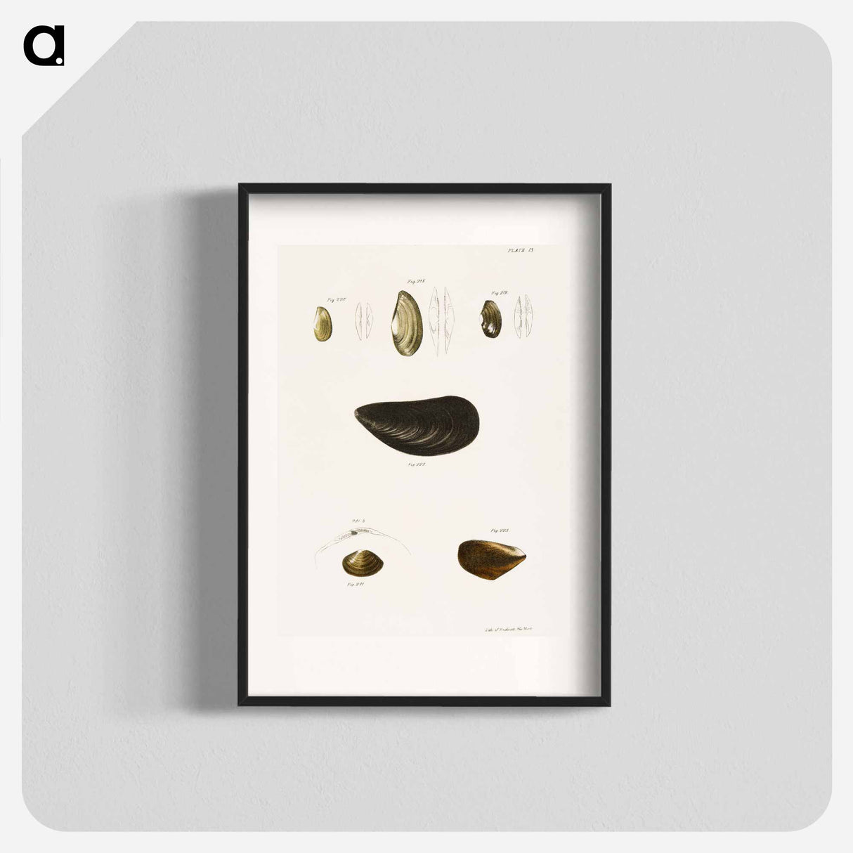 Different types of seashells illustration from Zoology of New York by James Ellsworth De Kay - ニューヨークの動物学 Poster.