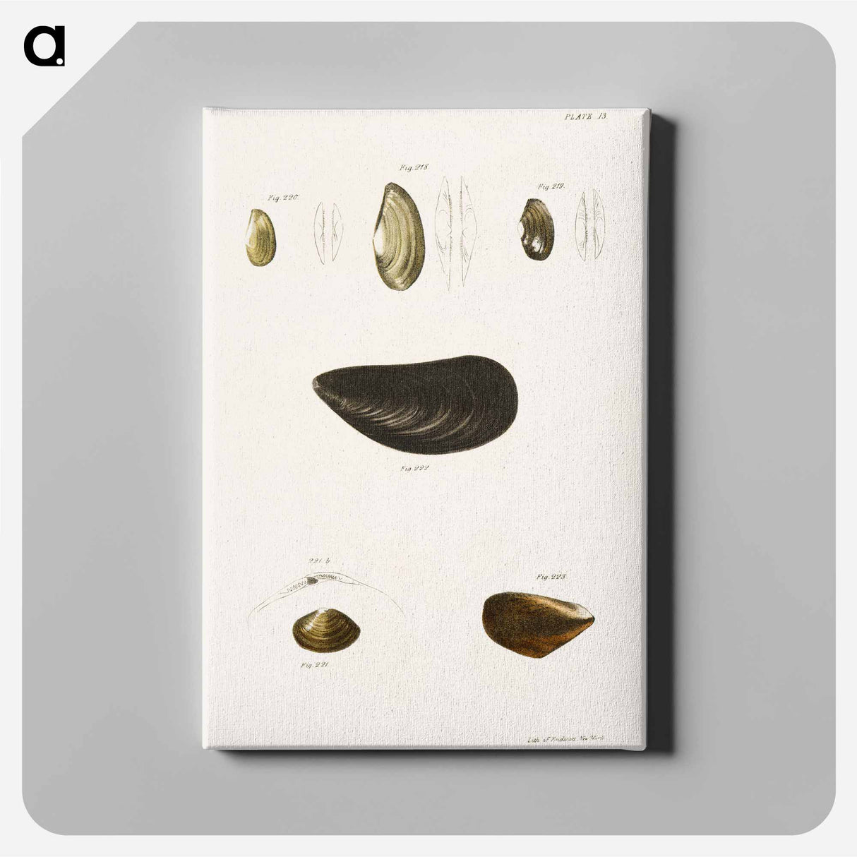 Different types of seashells illustration from Zoology of New York by James Ellsworth De Kay - ニューヨークの動物学 Canvas.