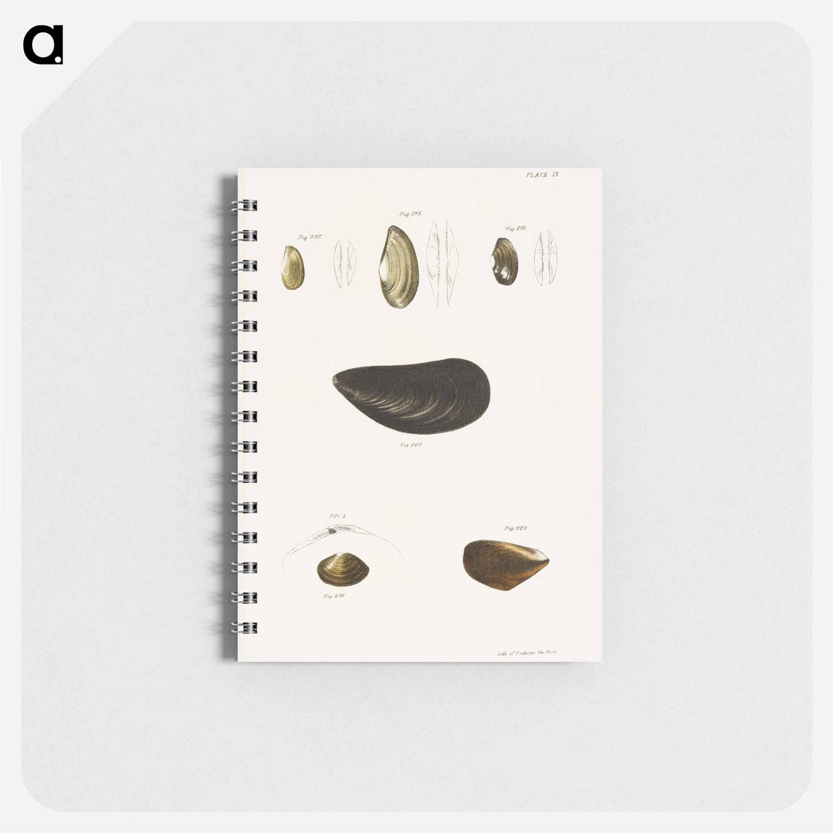 Different types of seashells illustration from Zoology of New York by James Ellsworth De Kay - ニューヨークの動物学 Memo.