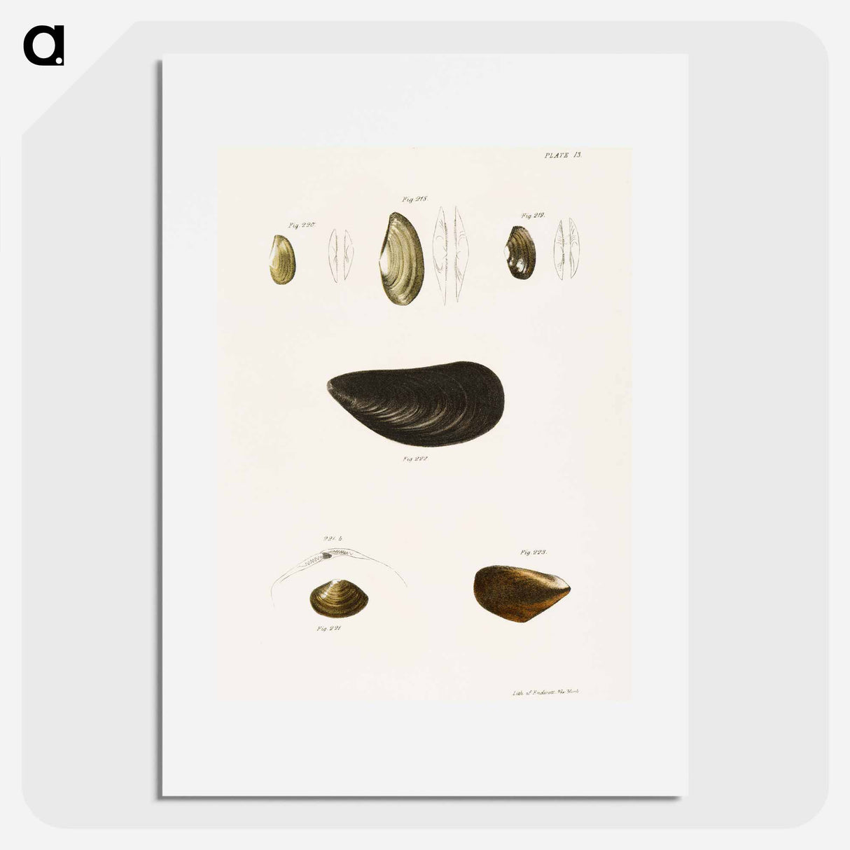 Different types of seashells illustration from Zoology of New York by James Ellsworth De Kay - ニューヨークの動物学 Poster.