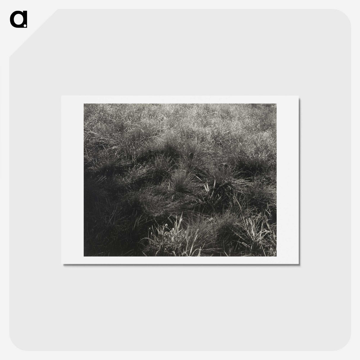 2-11_Alfred-Stieglitz_hagaki
