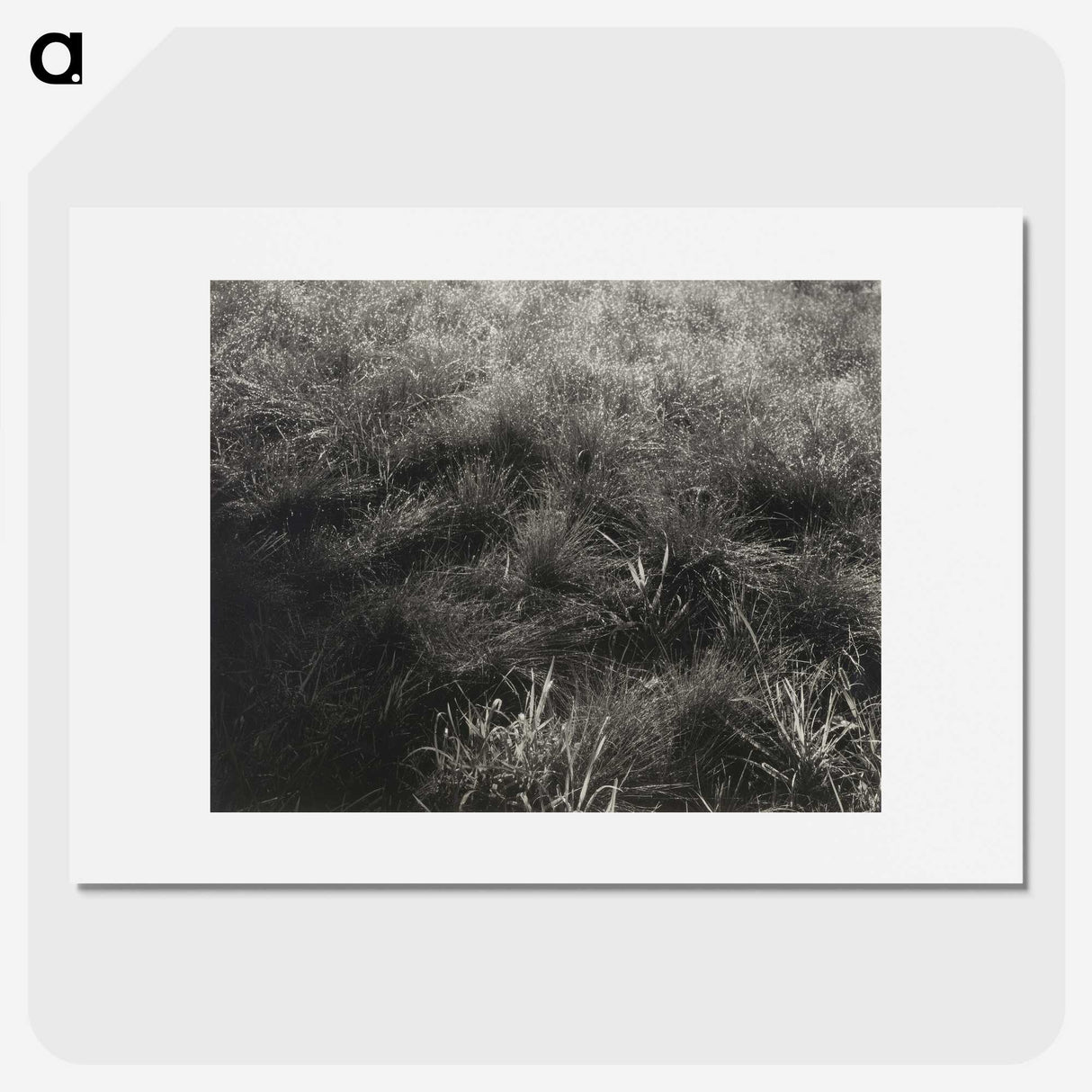 2-11_Alfred-Stieglitz_picture