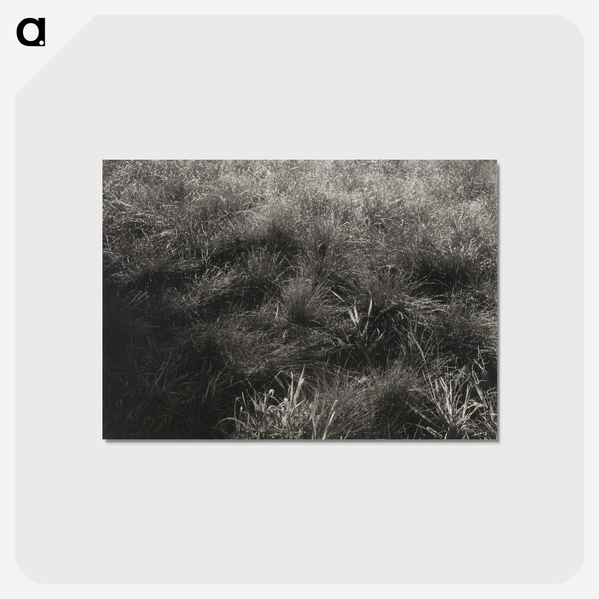 2-11_Alfred-Stieglitz_postcard