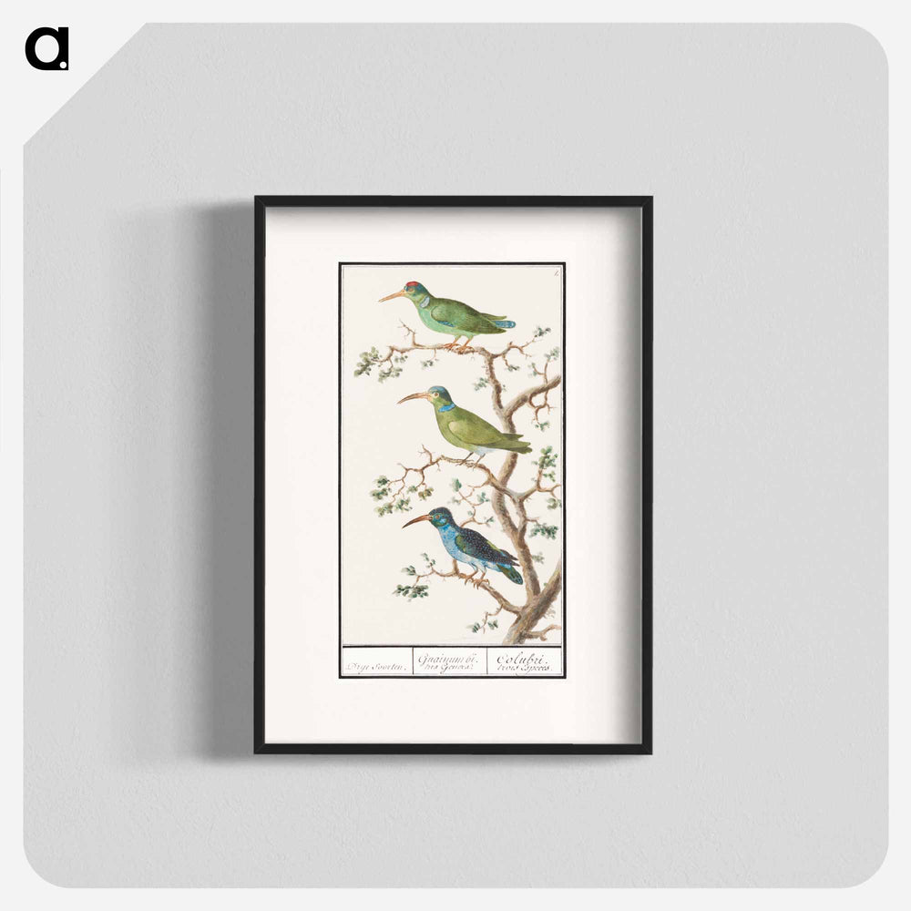 Honeysuckers - アンセルムス ボエティウス デ ブート Poster.