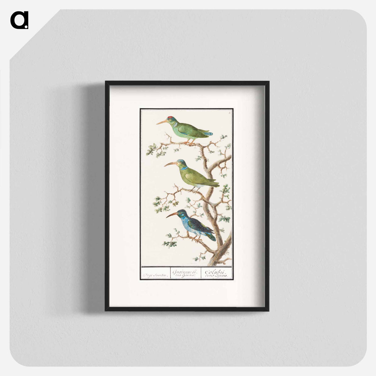 Honeysuckers - アンセルムス ボエティウス デ ブート Poster.