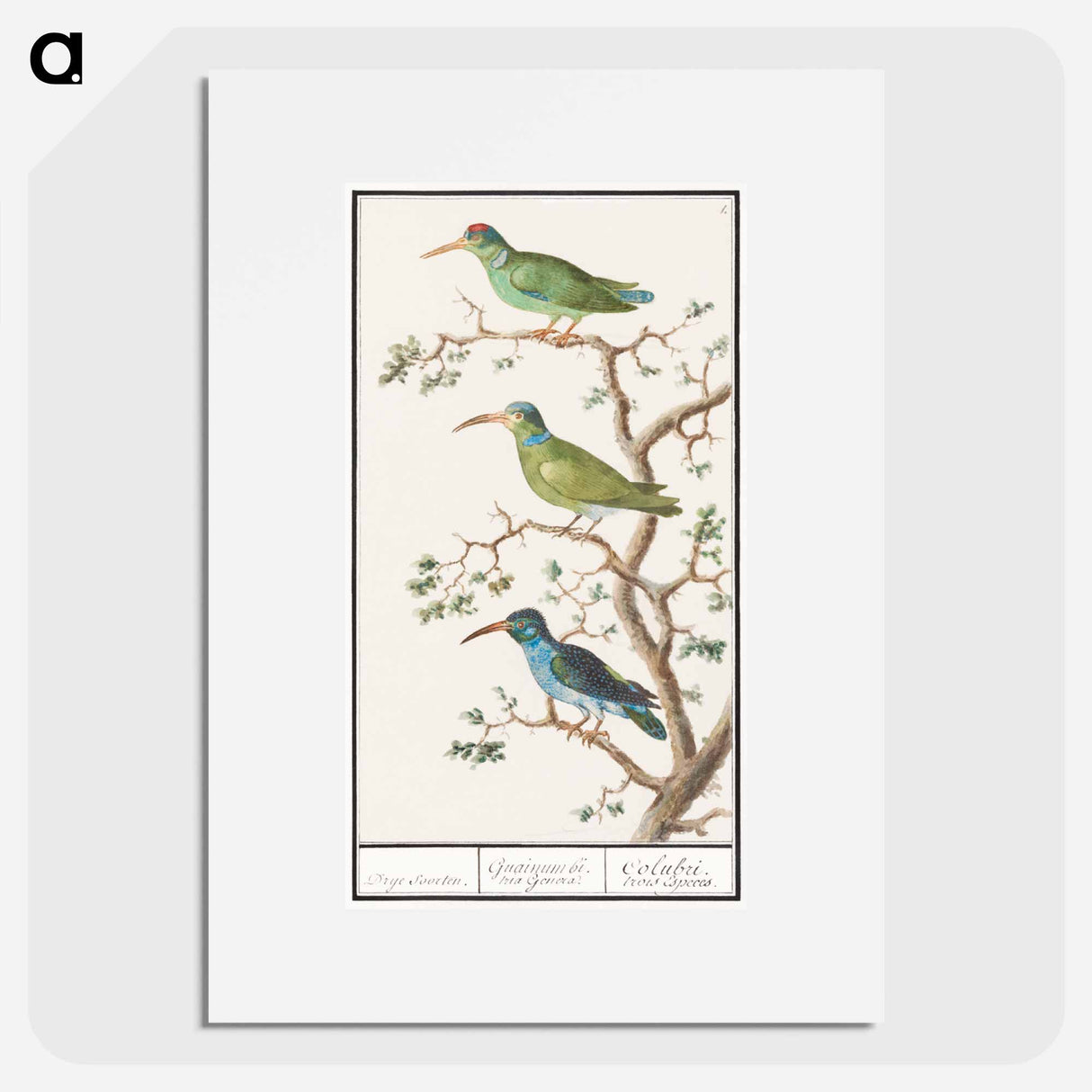 Honeysuckers - アンセルムス ボエティウス デ ブート Poster.